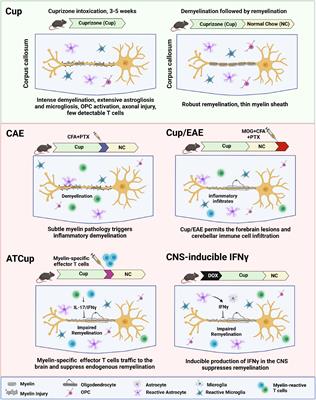 Animal models to investigate the effects of inflammation on remyelination in multiple sclerosis